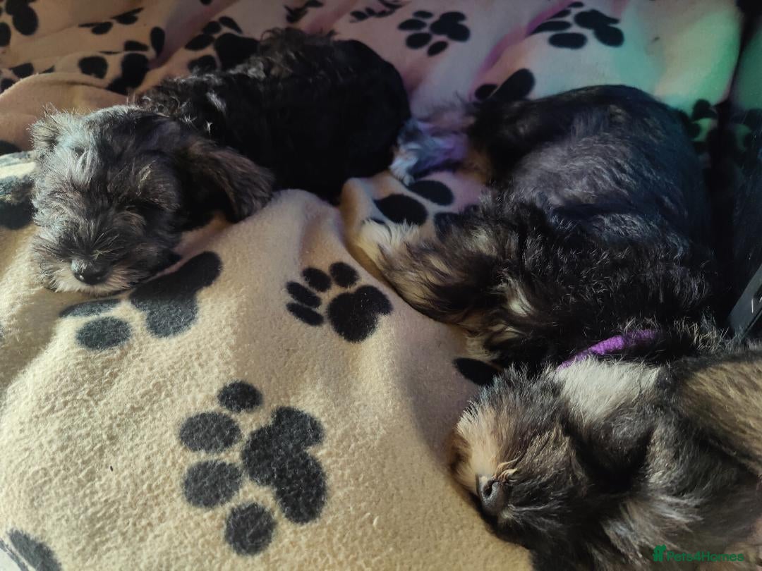 Miniature Schnauzer dogs for sale: Forever Homes Wanted: 2 Schnauzer Boys 🐶 - Image 9