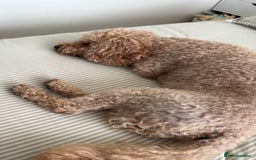 Cavapoo dogs for sale: Cavapoo for rehoming - Advert 5