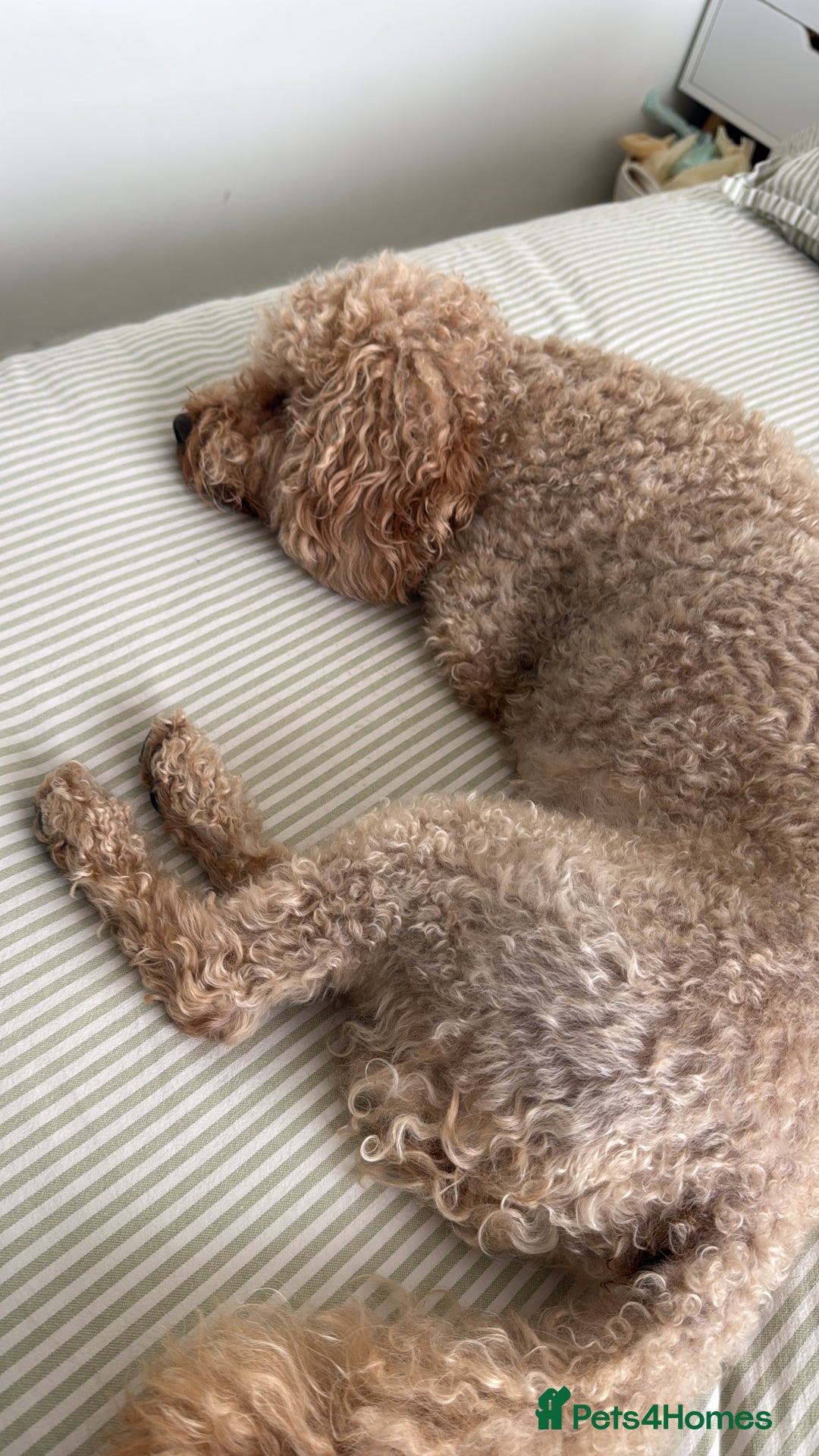 Cavapoo dogs for sale: Cavapoo for rehoming - Advert 5