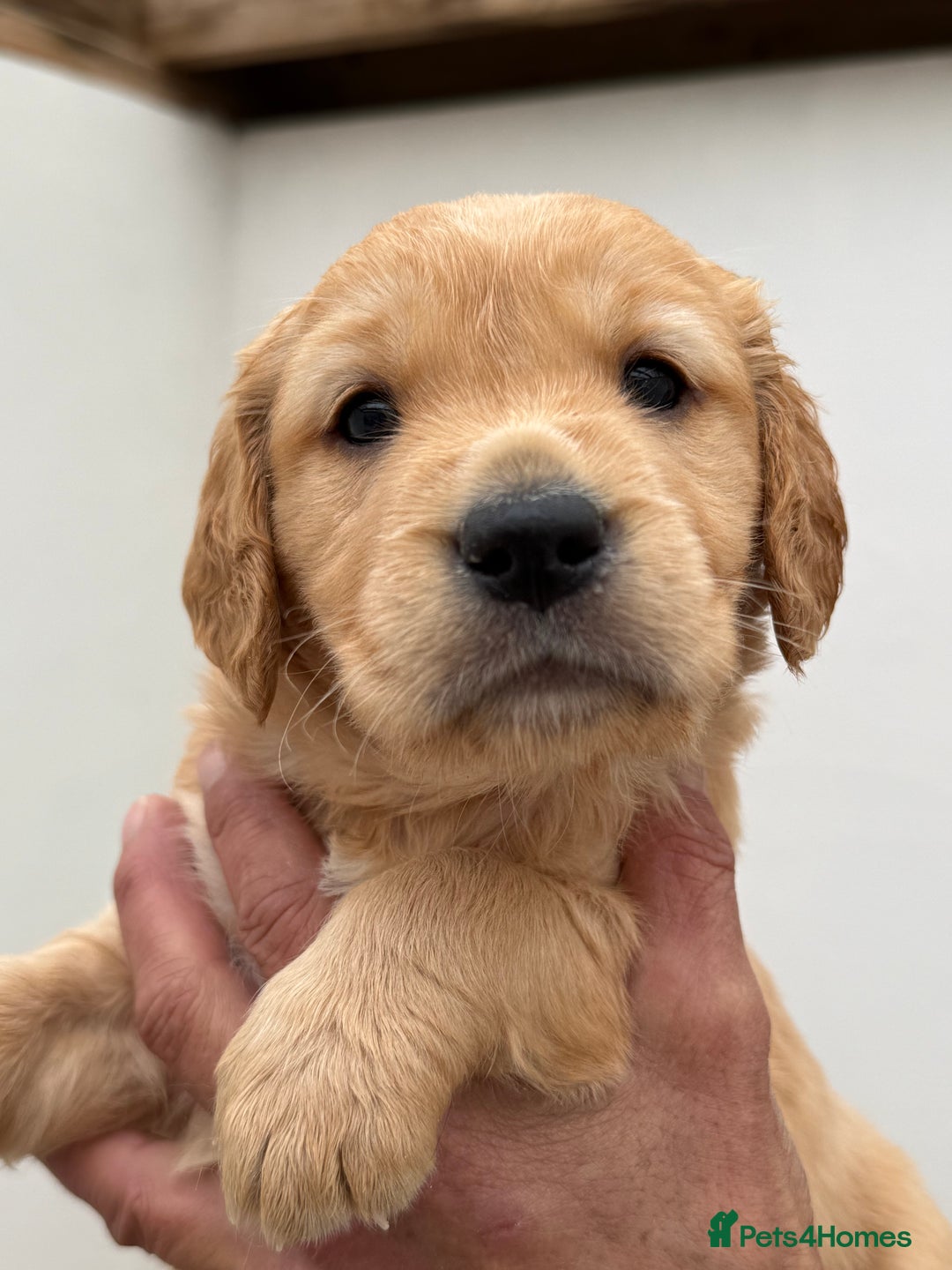 Golden Retriever Puppies Labrador Rescue Dogs For Adoption Canine
