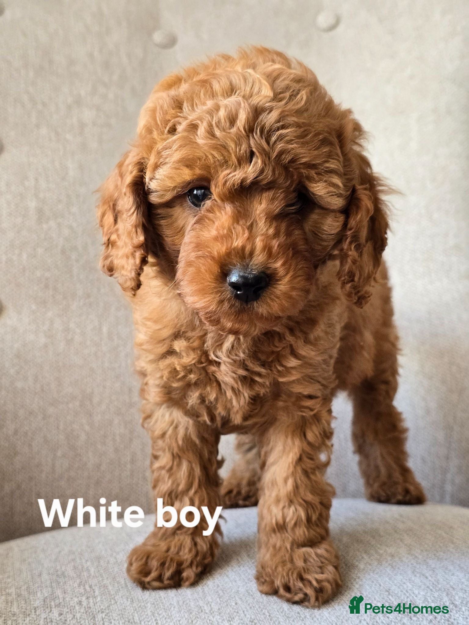 Cavapoo dogs MiniatureF1B💥DNAHealthTestedParents💥FamilyRaised - Advert 1