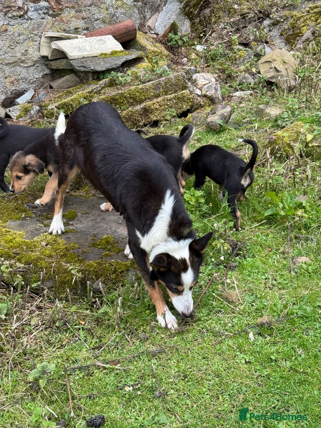 Mixed Breed dogs for sale: Collie x puppies - Advert 1