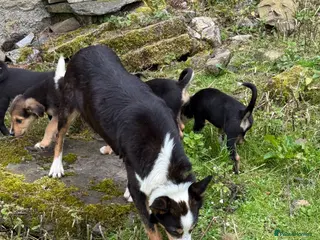 Mixed Breed dogs Collie x puppies - Advert 11