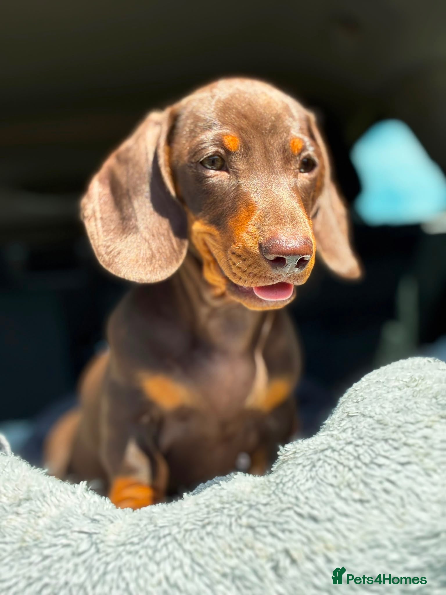 Miniature Dachshund dogs 1 kennel club miniature dachshund boy ready now - Advert 1