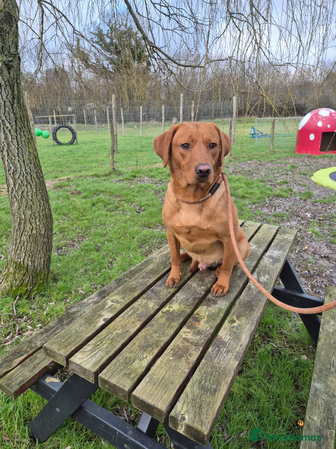 Labrador Retriever dogs for stud: Fox Red Labrador for Stud - Advert 2