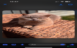 British Shorthair cats for sale: 🌟 Adorable British Shorthair Kittens – Ready! 🌟 - Image 12