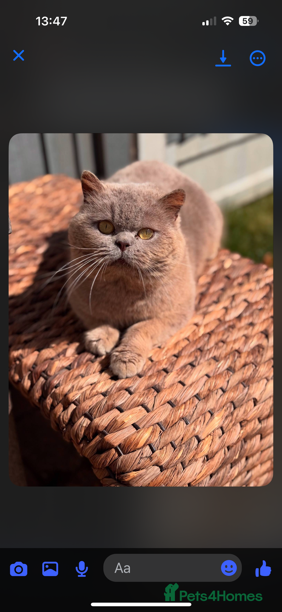 British Shorthair cats for sale: 🌟 Adorable British Shorthair Kittens – Ready! 🌟 - Image 12