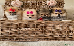 Pomeranian dogs for sale:  Beautiful Pomeranian puppies  - Image 7