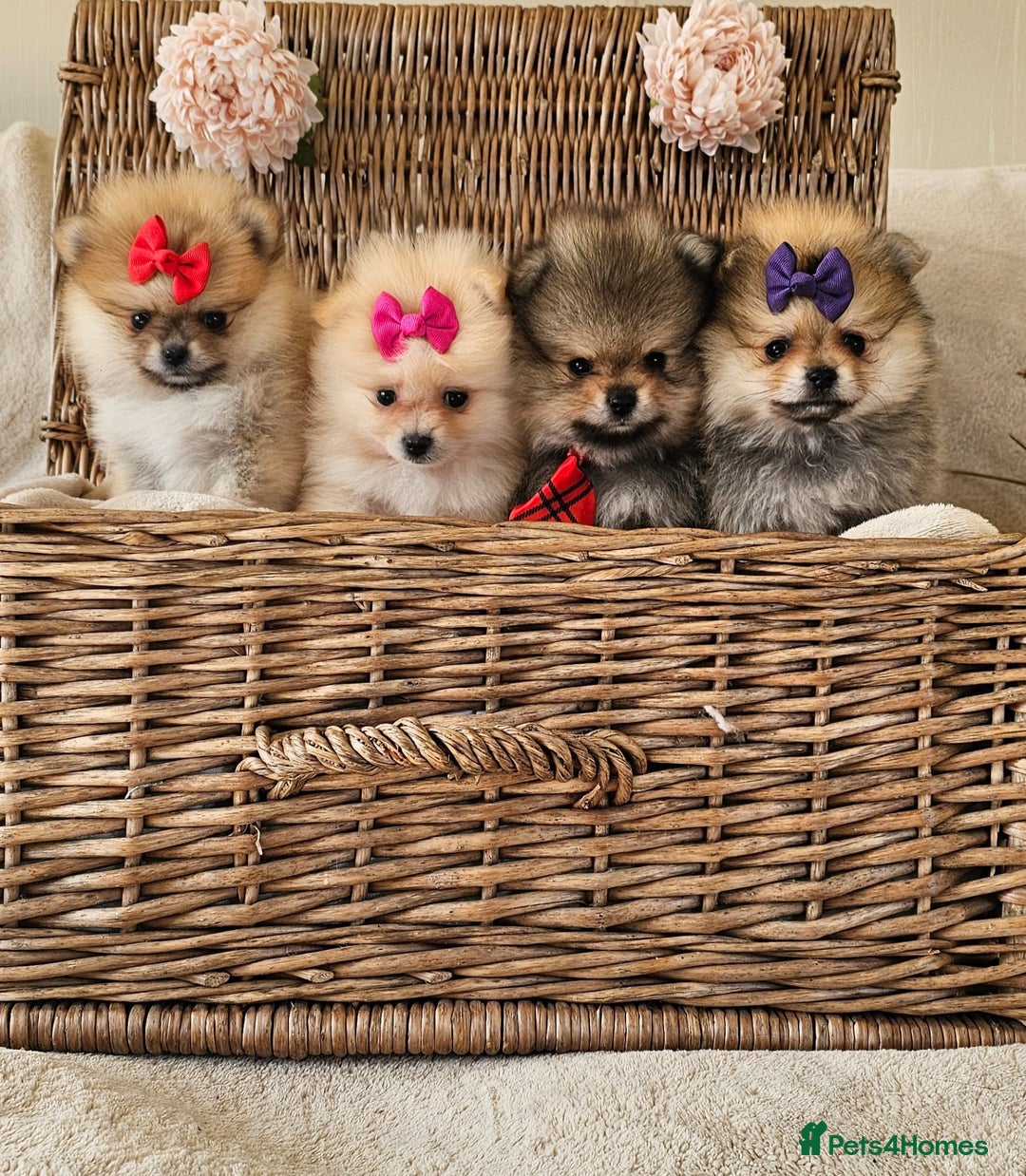 Pomeranian dogs for sale:  Beautiful Pomeranian puppies  - Image 7