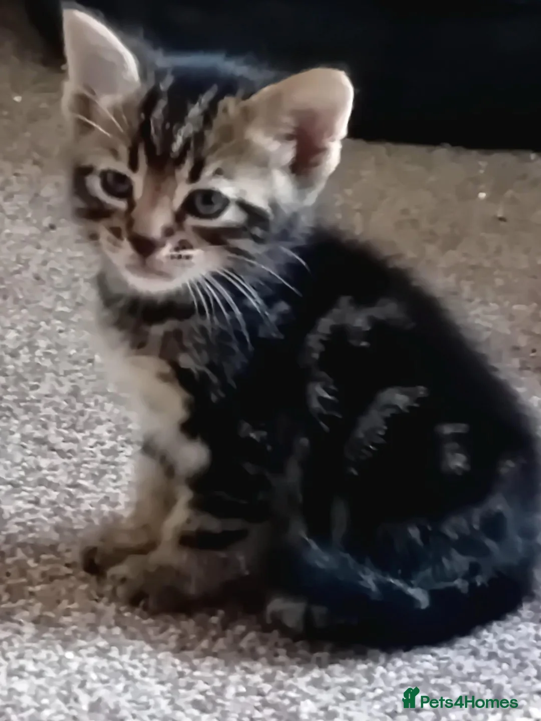 Mixed Breed cats for sale: Half bengal half tabby kittens  - Advert 4