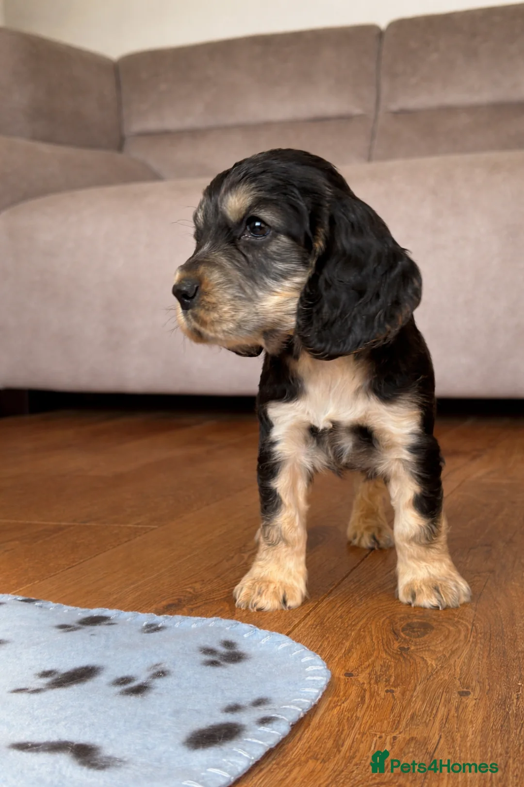 Cocker Spaniel dogs for sale: Last cocker spaniel puppy boy for sale  in Lincoln - Advert 3