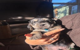 Cocker Spaniel dogs for sale: Cocker spaniels  - Image 6