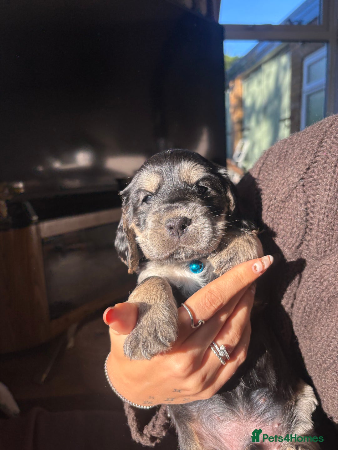 Cocker Spaniel dogs for sale: Cocker spaniels  - Image 6