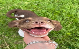 Mixed Breed dogs for sale: Adorable chester 6 months old  - Image 1