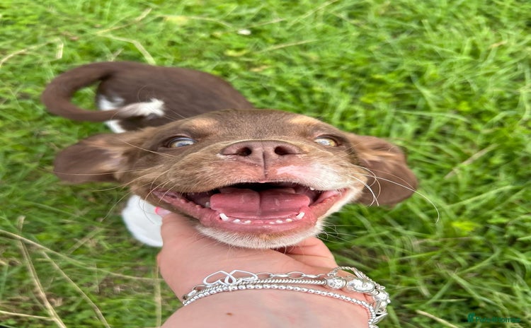 Mixed Breed dogs - Advert 2