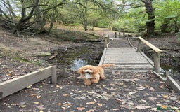 Cockapoo dogs for sale: Cockapoo pup! 8 months old  - Advert 2