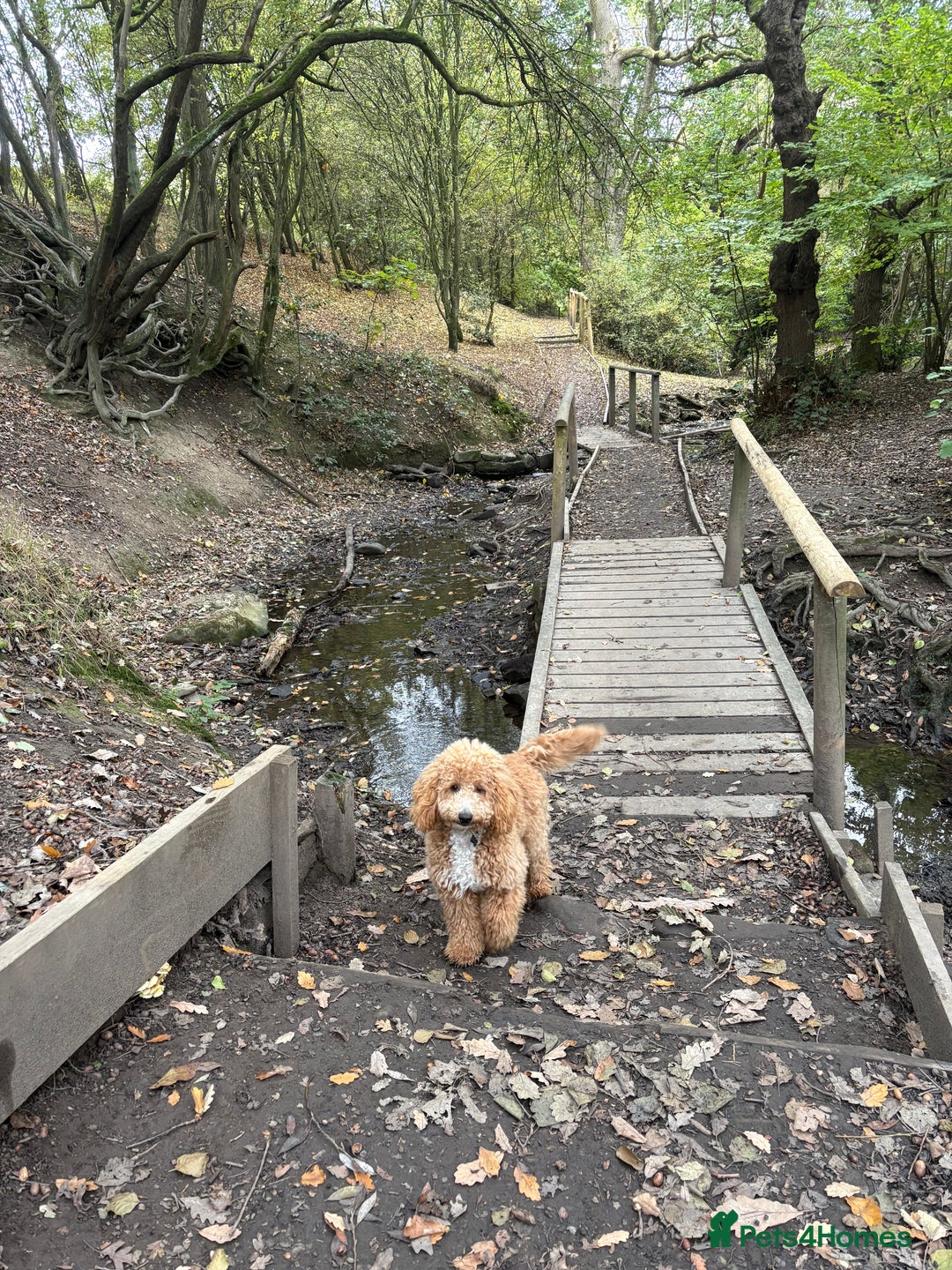 Cockapoo dogs for sale: Cockapoo pup! 8 months old  - Advert 2