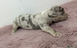 Olde English Bulldogge dogs for sale: Old English Bulldog PUPPIES 👀‼️ - Image 23