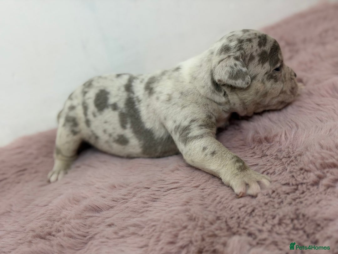 Olde English Bulldogge dogs for sale: Old English Bulldog PUPPIES 👀‼️ - Image 23