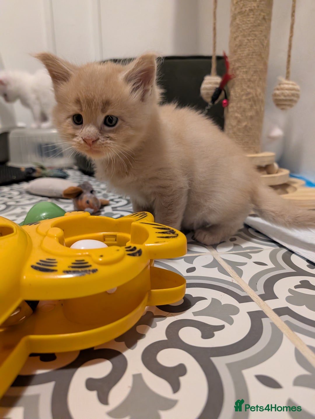 Maine Coon cats for sale: Beautiful Tica Registered Maine Coon Kittens  - Advert 25