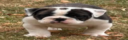 Olde English Bulldogge dogs for sale: 🐾2 Olde English bulldog puppies left 🐾 - Advert 13