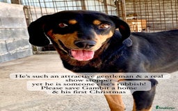 Mixed Breed dogs for adoption: Gambit, 5 yrs approx. Available for adoption. - Image 16