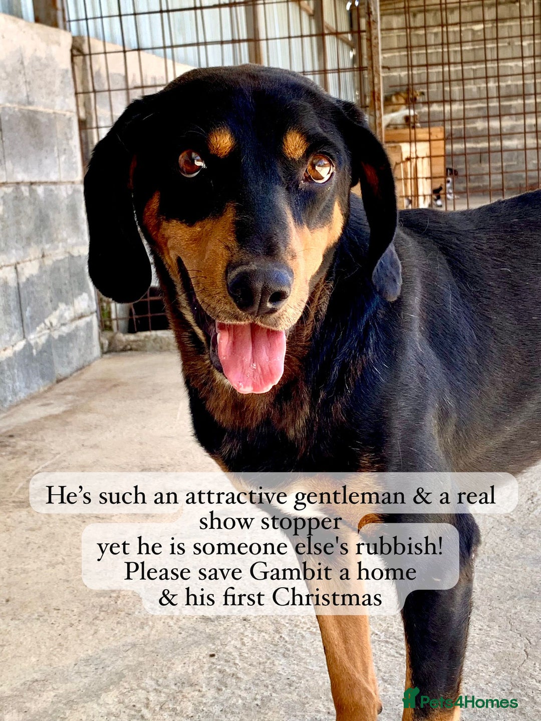Mixed Breed dogs for adoption: Gambit, 5 yrs approx. Available for adoption. - Image 16