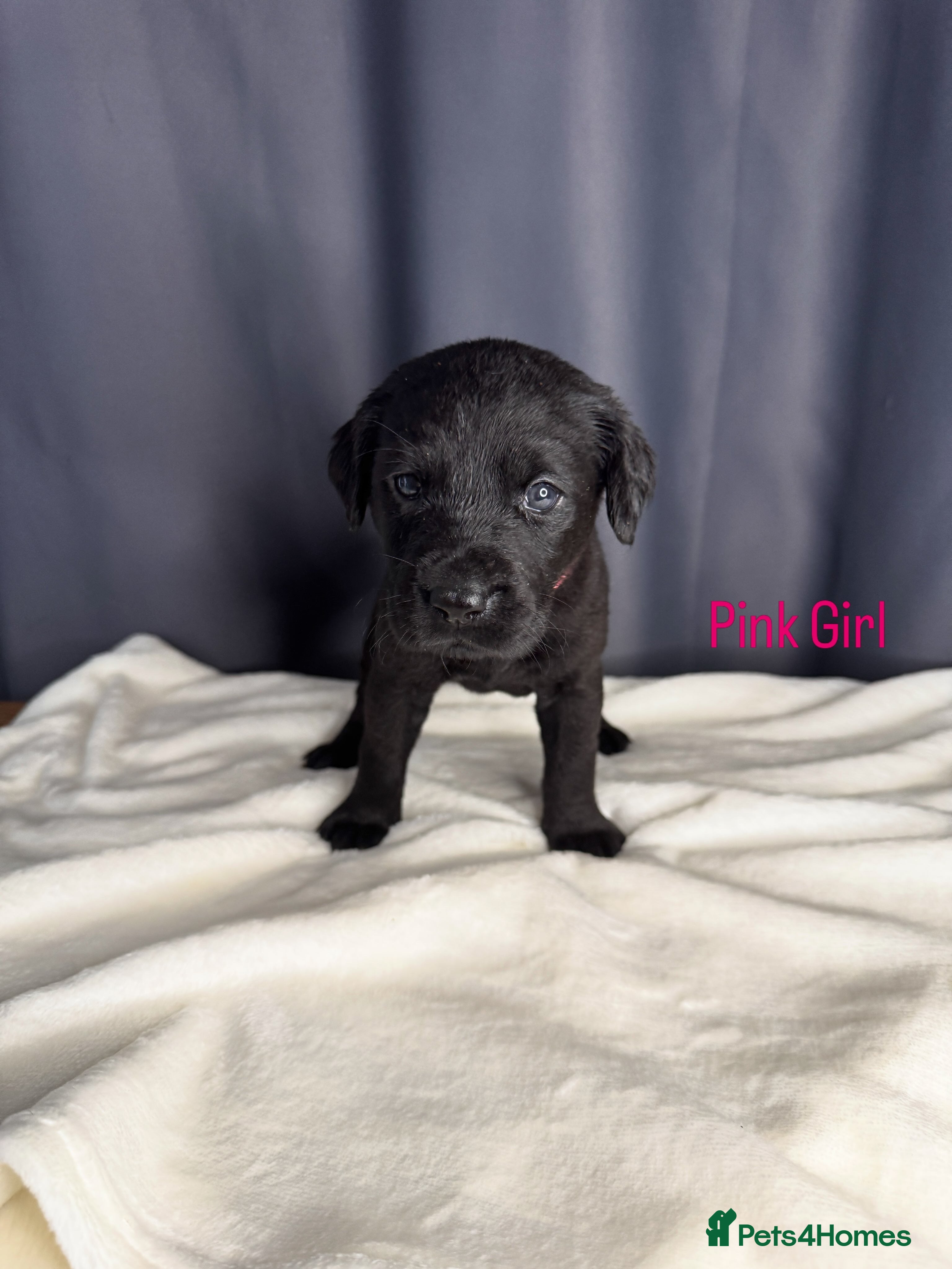 Labrador Retriever dogs Labrador puppies - Advert 2