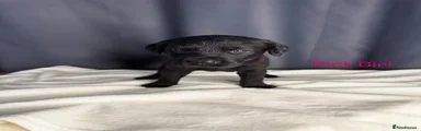 Labrador Retriever 7