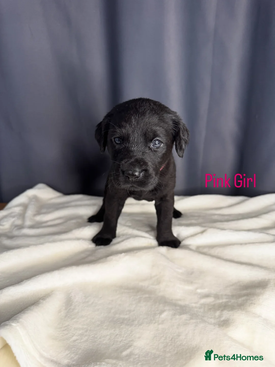 Labrador Retriever dogs for sale: Labrador puppies in Maldon - Advert 2