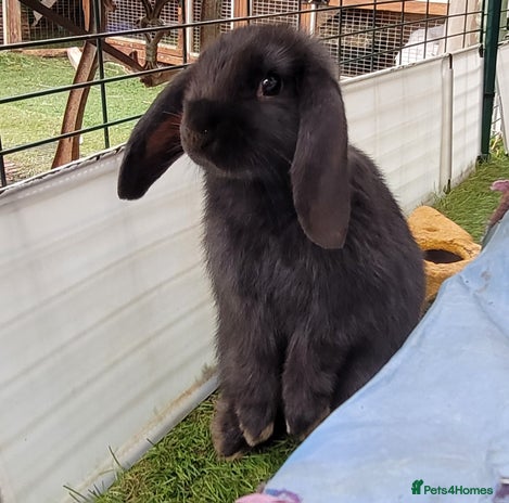 Mini Lop rabbits - Advert 8