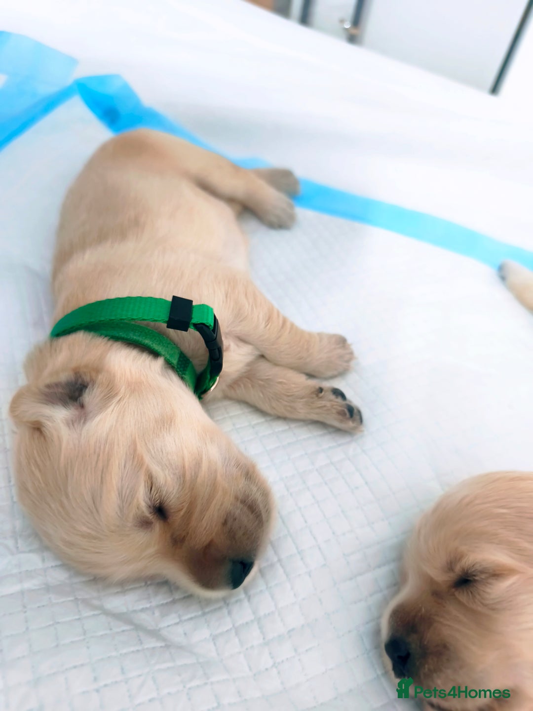 Golden Retriever dogs for sale: Gorgeous golden retriever puppies 🐕 - Advert 2