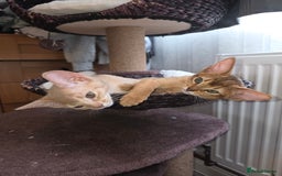 Abyssinian cats for sale: Beautiful Aby  kitten from Champions line - Image 14