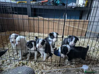 Border Collie dogs Border Collie Puppies - B&W/Merle -ISDS Registered - Advert 3