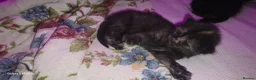 Mixed Breed cats for sale: Adorable kittens  in London - Advert 17