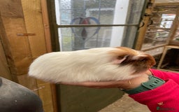 Guinea Pig rodents for sale: Stunning baby guinea pig  - Image 6