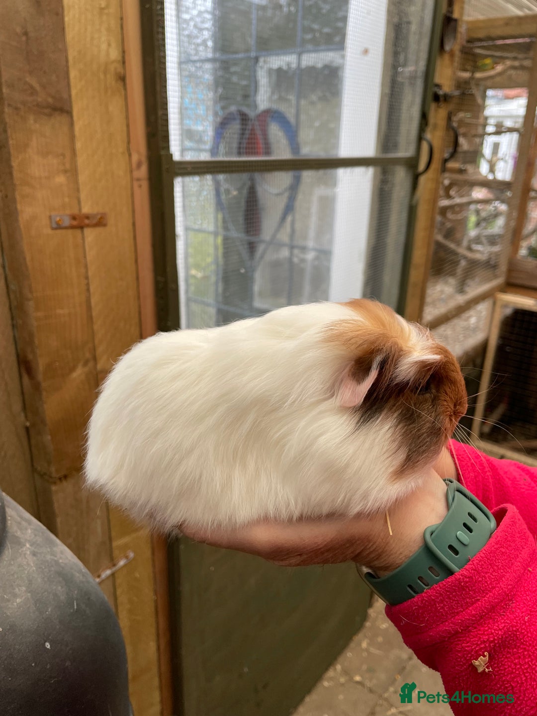 Guinea Pig rodents for sale: Stunning baby guinea pig  - Image 6