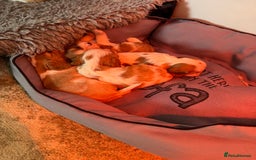 Cavalier King Charles Spaniel dogs for sale: Beautiful Blenheim Cavalier King Charles puppies - Image 9