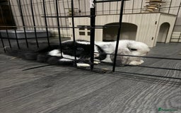 Mini Lop rabbits for sale: VACCINATED 2 Bucks Mini lops 🩵 - Image 1