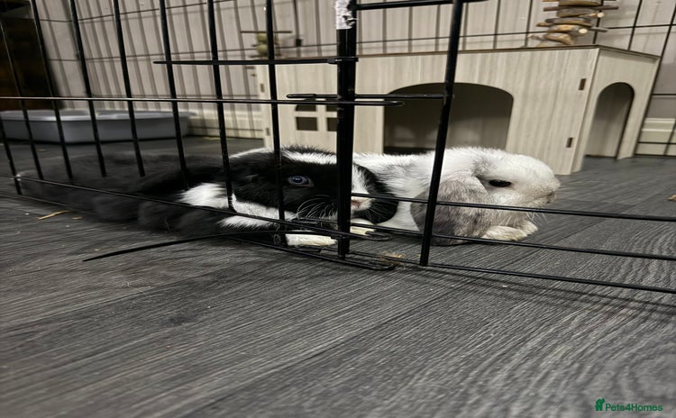 Mini Lop rabbits - Advert 3