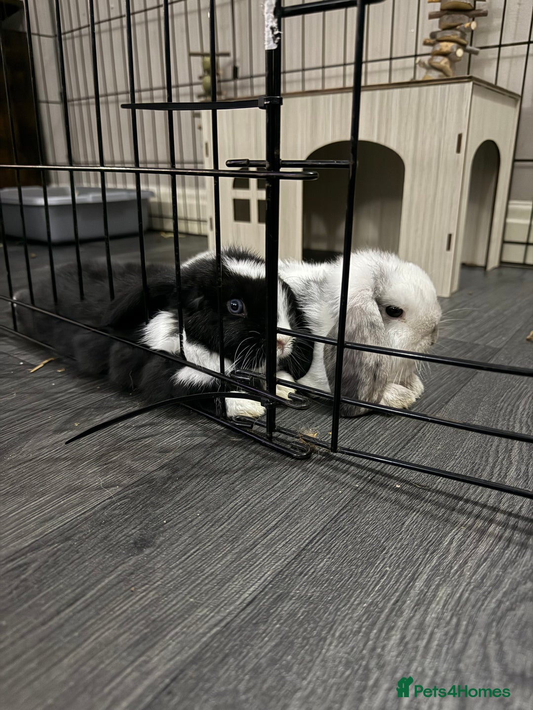 Mini Lop rabbits for sale: VACCINATED 2 Bucks Mini lops 🩵 - Image 1