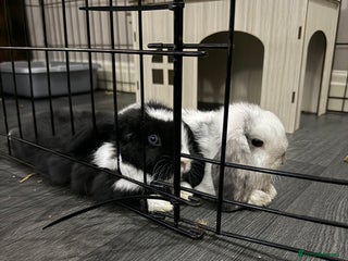 Mini Lop rabbits for sale - Advert 1