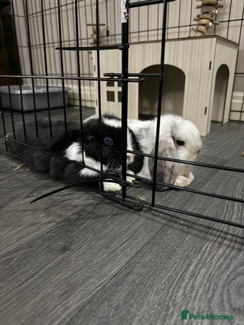 Mini Lop rabbits - Advert 1