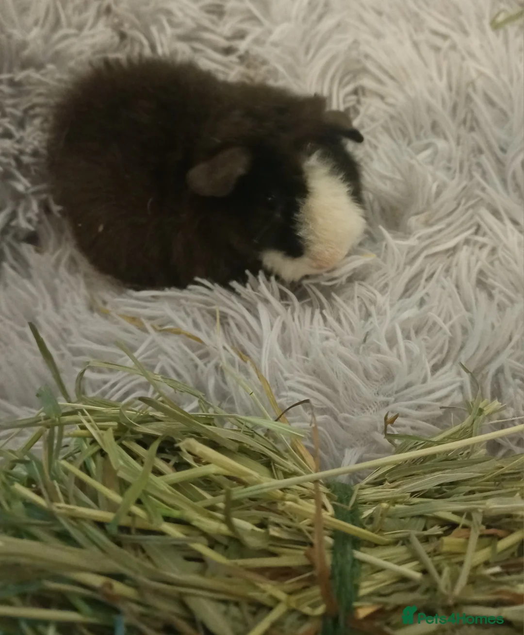Guinea Pig rodents for sale: Skinny/wolfies? Swiss and teddys - Advert 12