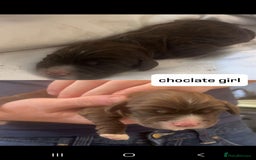 Cocker Spaniel dogs for sale: 6 week old cocker spaniel puppies  - Image 4