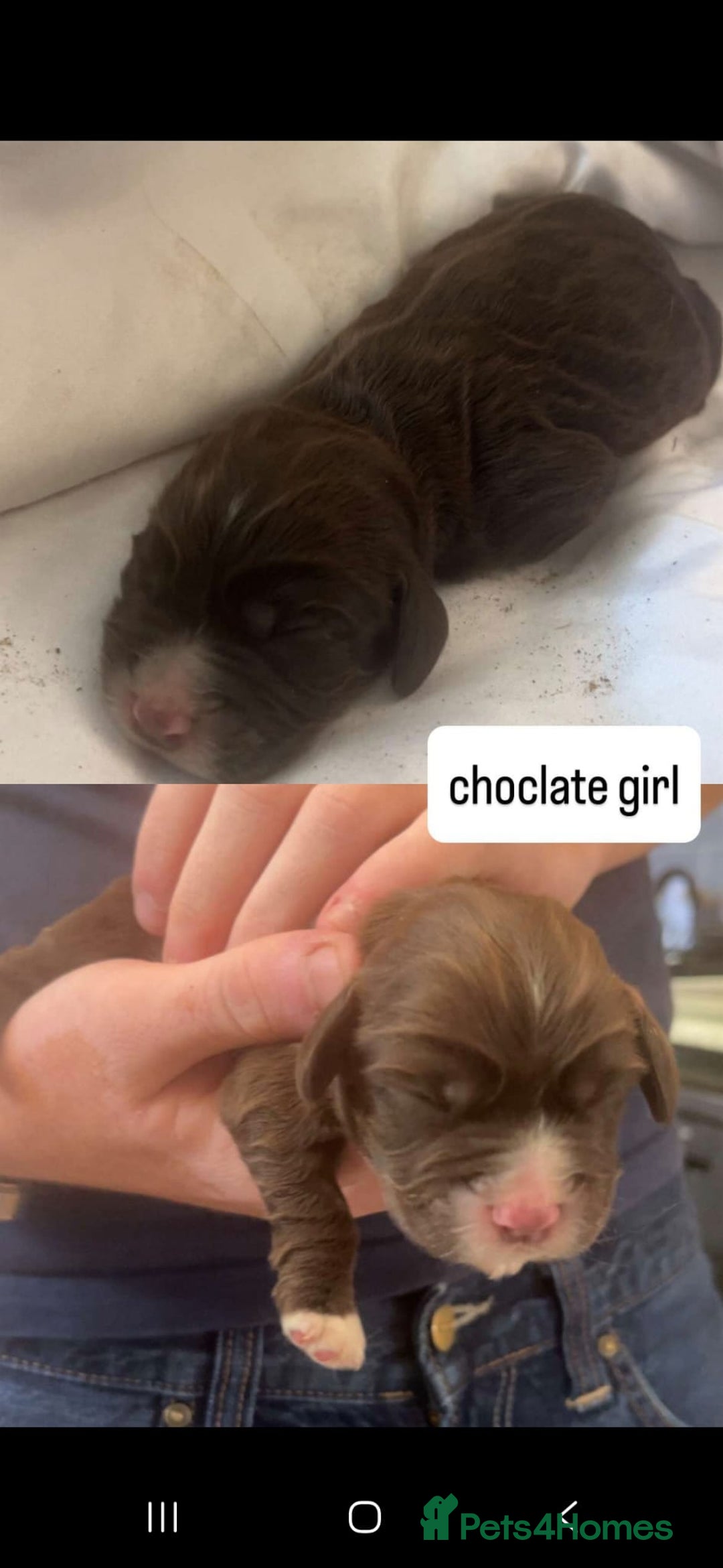 Cocker Spaniel dogs for sale: 6 week old cocker spaniel puppies  - Image 4