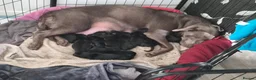 Labrador Retriever dogs for sale: Black labrador puppies in Bishop Auckland - Advert 2