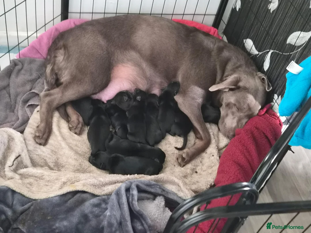 Labrador Retriever dogs for sale: Black labrador puppies in Bishop Auckland - Advert 2