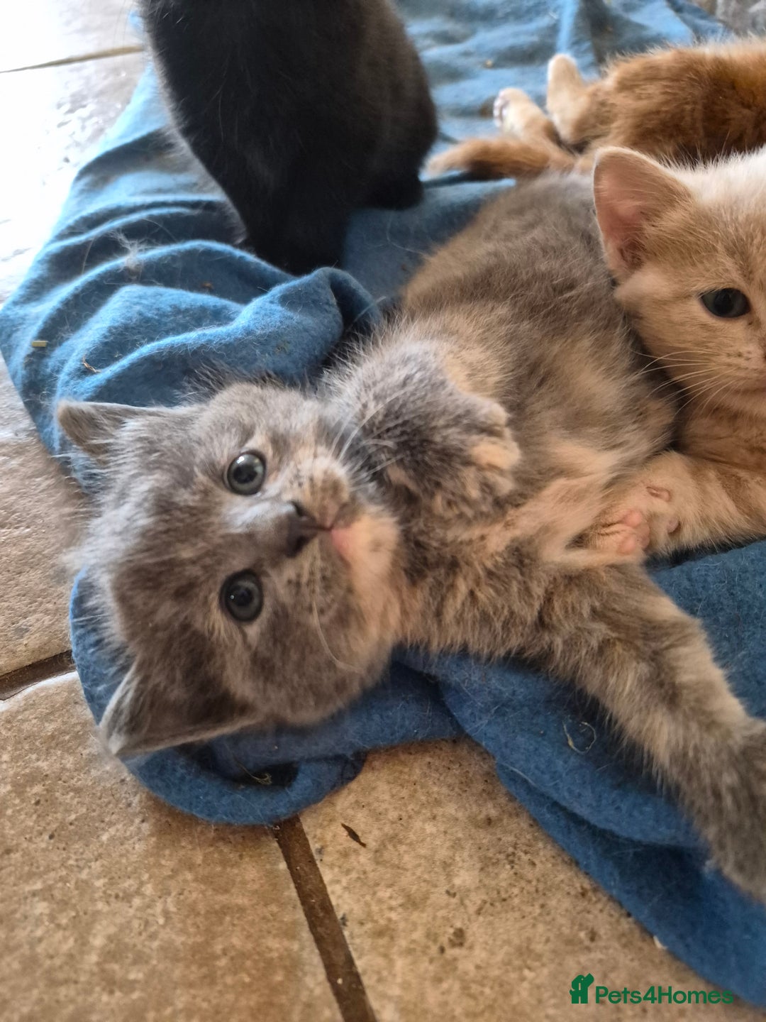 Mixed Breed cats for sale: Stunning kittens, blues, dilute gingers and blacks - Image 1