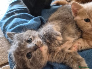 Mixed Breed cats - Advert 5